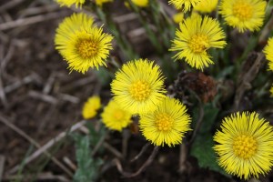 Tussilago farfara (2) (1200 x 801).jpg